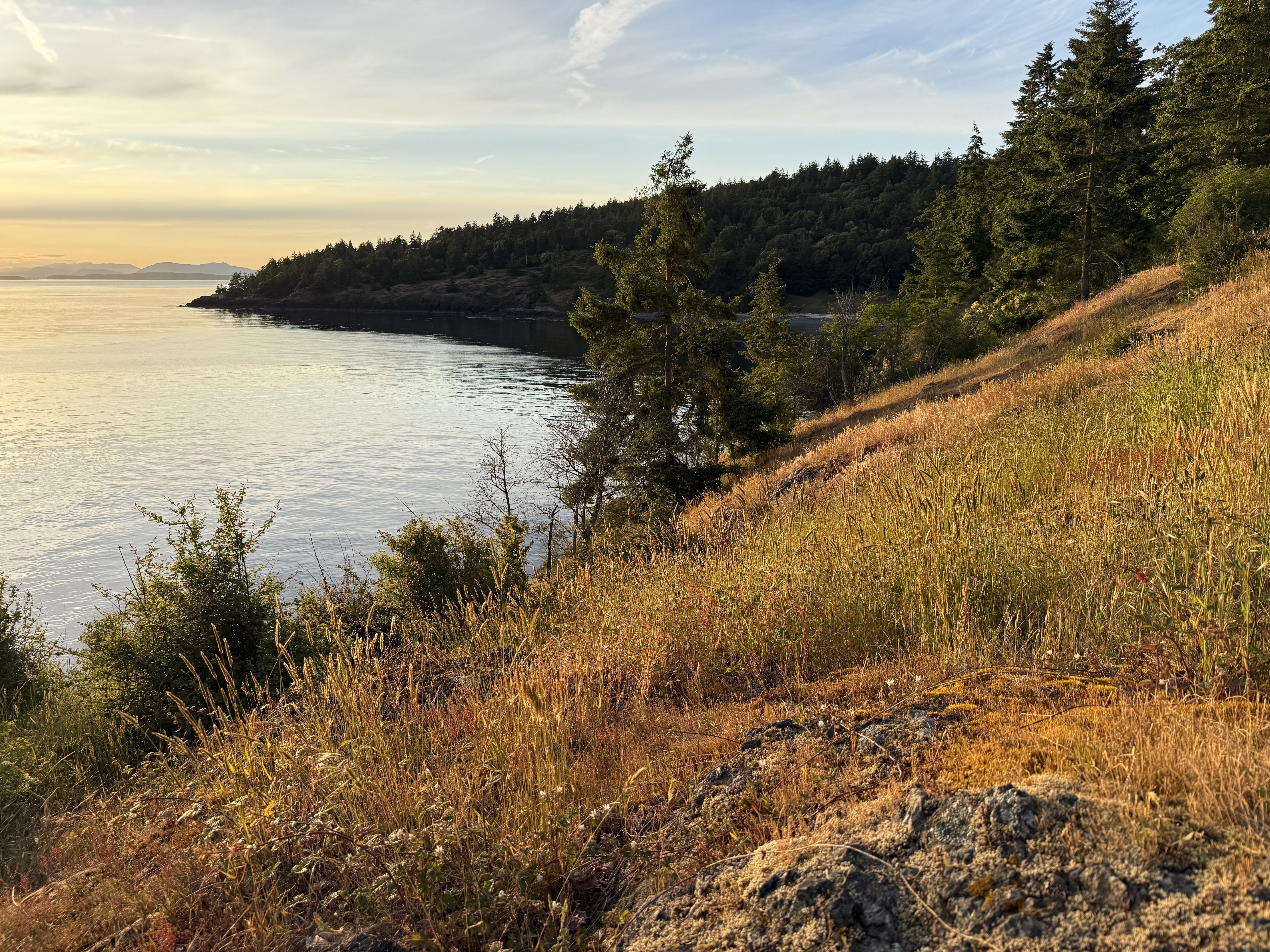 Stereoscopic spatial image of a pacific northwest coastline during the golden hour near sunset. The sky is mostly clear and blue. It is taken semi-parallel to a steep shoreline. The water is on the left, land to the right. The grass and weeds are tall, a mix of yellow and green. You can see many pine trees in the distance as the coastline wraps around. Far in the distance on the left, you can see mountains.